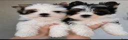 Yorkshire Terrier dogs for sale: 3 Tiny Yorkie Boys – Vaccinated & Ready - Advert 3