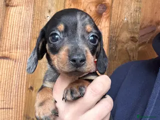 Miniature Dachshund dogs Miniature dachshund puppies - Advert 1