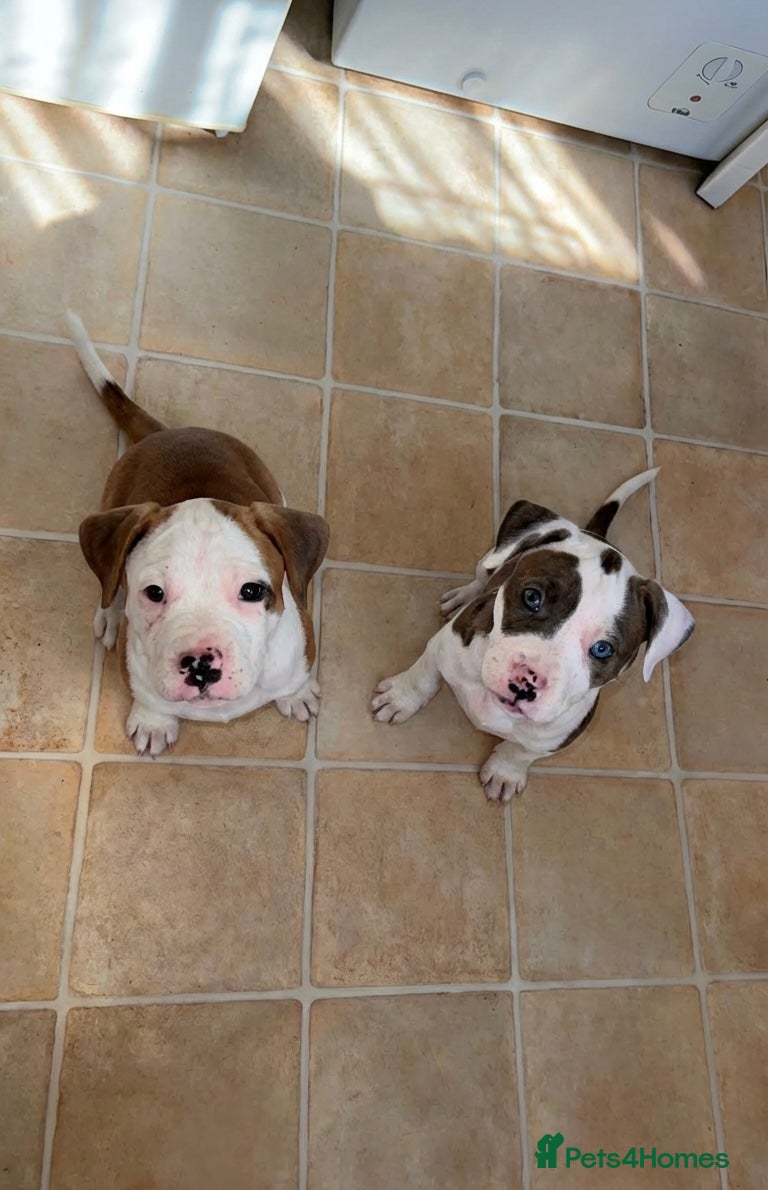 American Bulldog dogs Only  2 Stunning American bulldogs left  - Advert 4