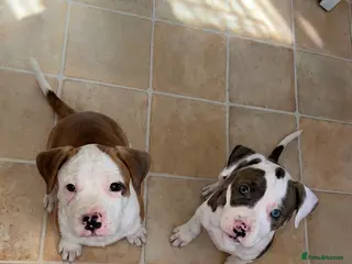 American Bulldog dogs Only 2 Stunning American bulldogs left - Advert 4