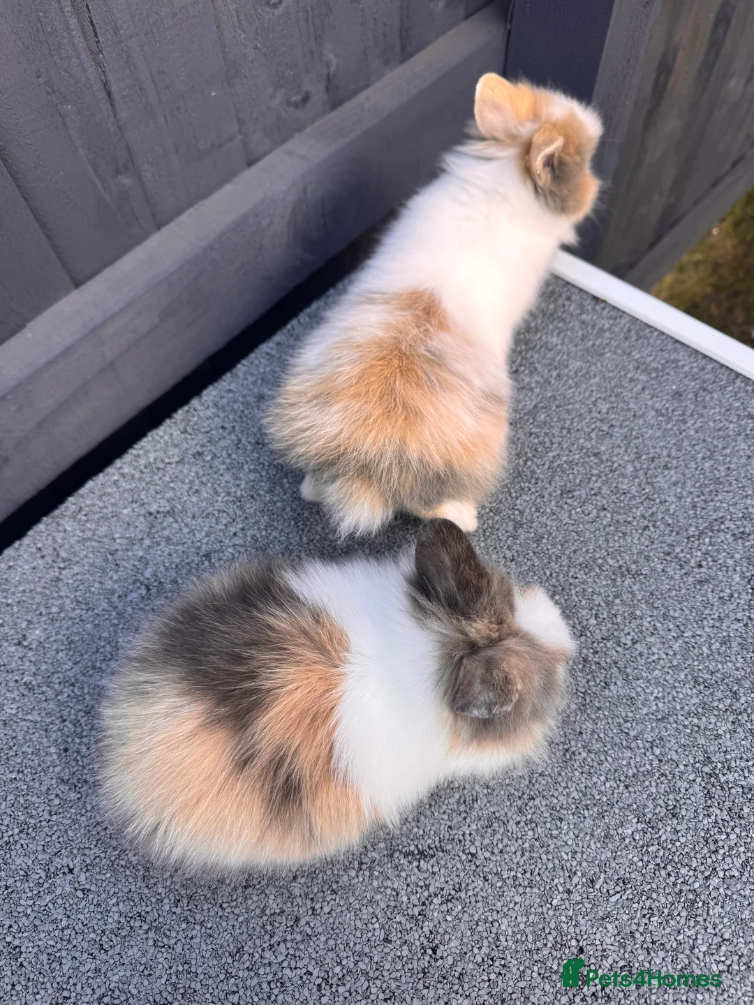 Lionhead rabbits for sale: Lionhead bunnies  - Advert 2
