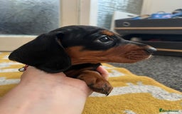 Mixed Breed dogs for sale: Docker Puppies For Sale🐶 - Image 1