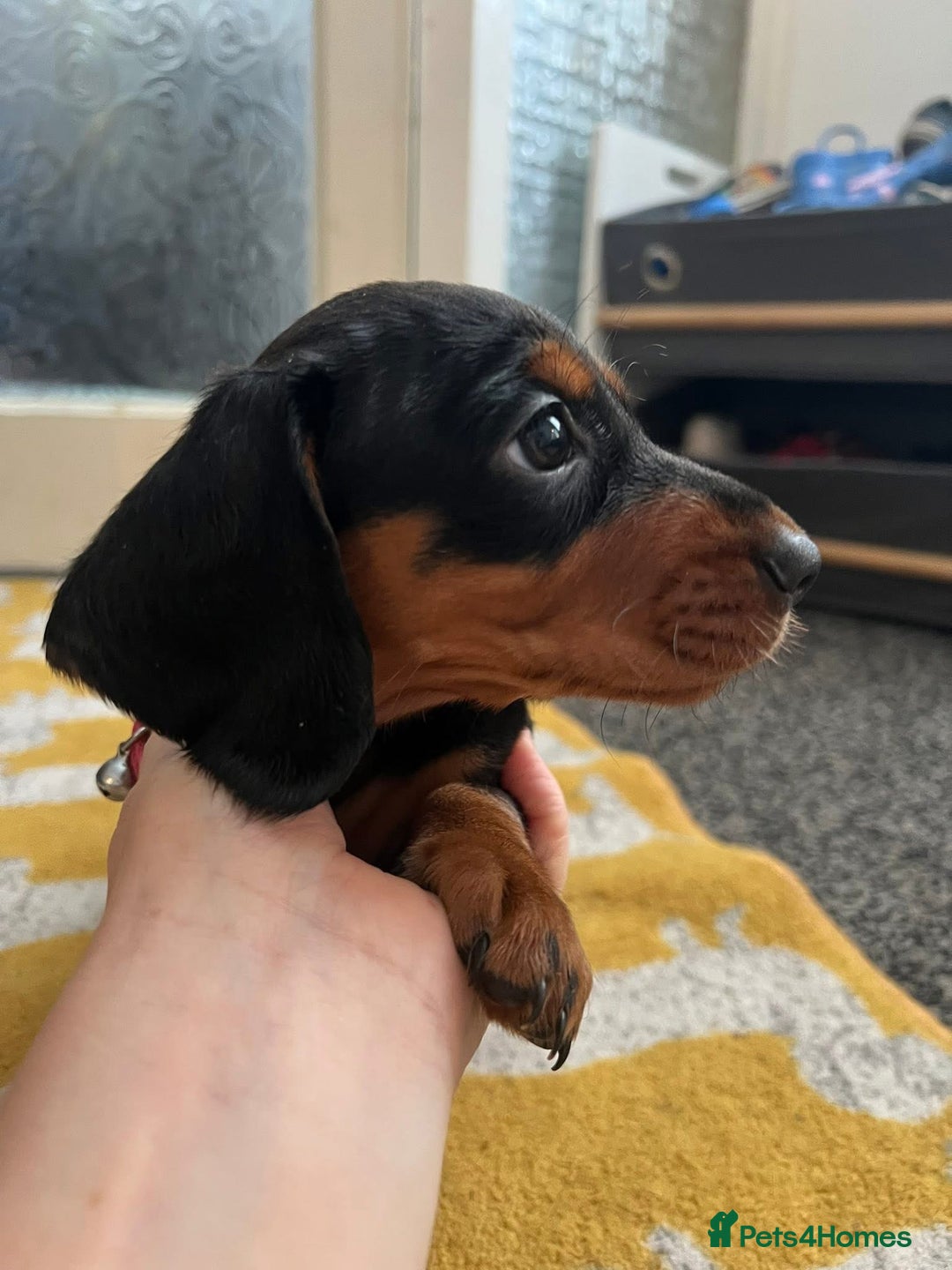 Mixed Breed dogs for sale: Docker Puppies For Sale🐶 - Image 1
