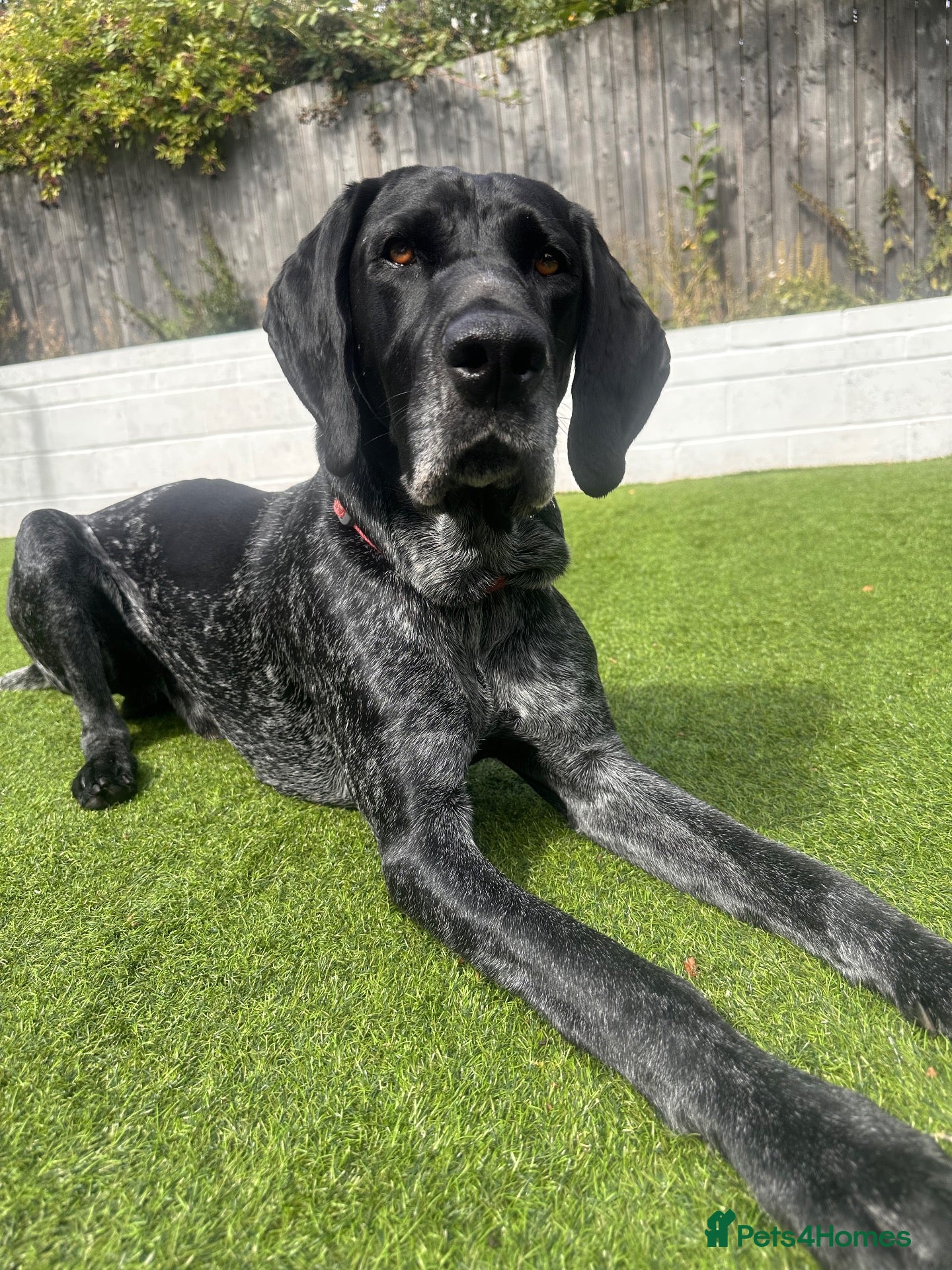German Shorthaired Pointer dogs GSP for stud - Advert 1