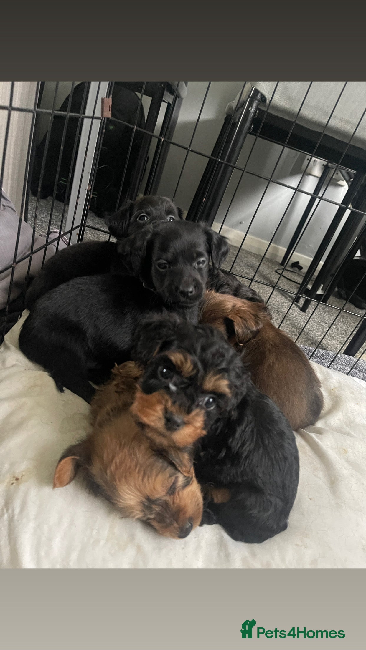 Mixed Breed dogs 8 beautiful jug cross cockapoo puppies for sale - Advert 1