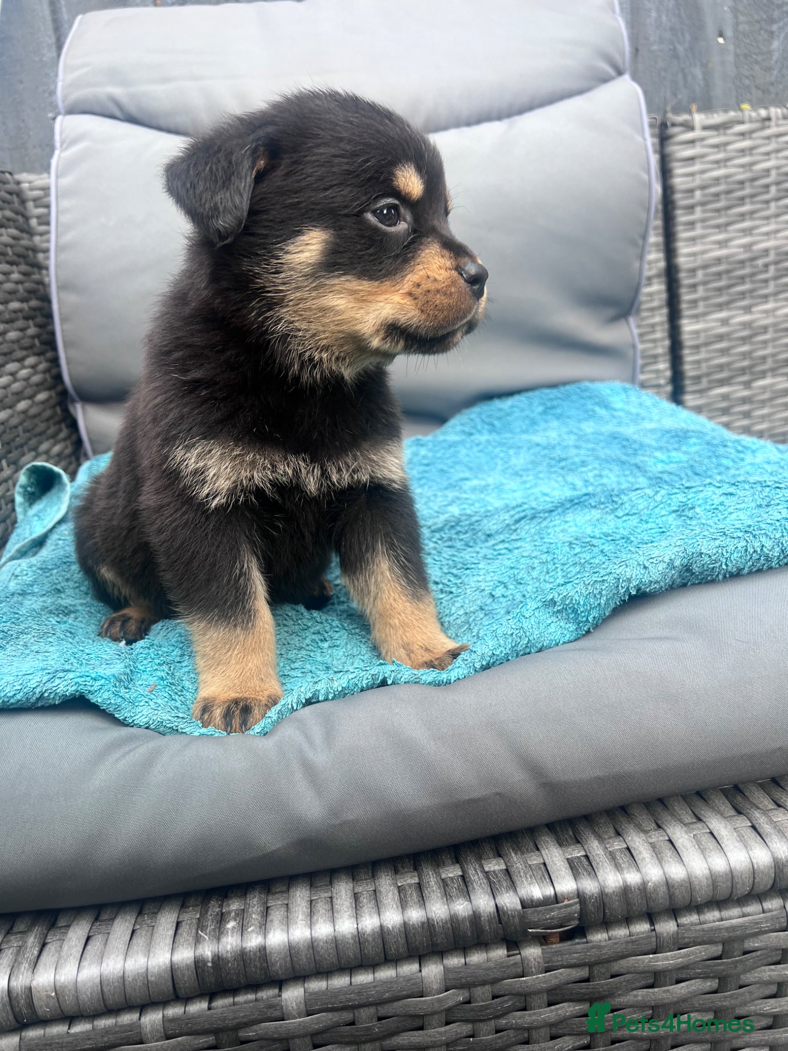 Rottweiler dogs rottweiler pups - Advert 1