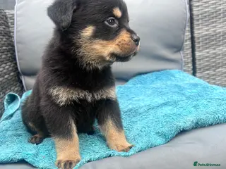 Rottweiler dogs rottweiler pups - Advert 7