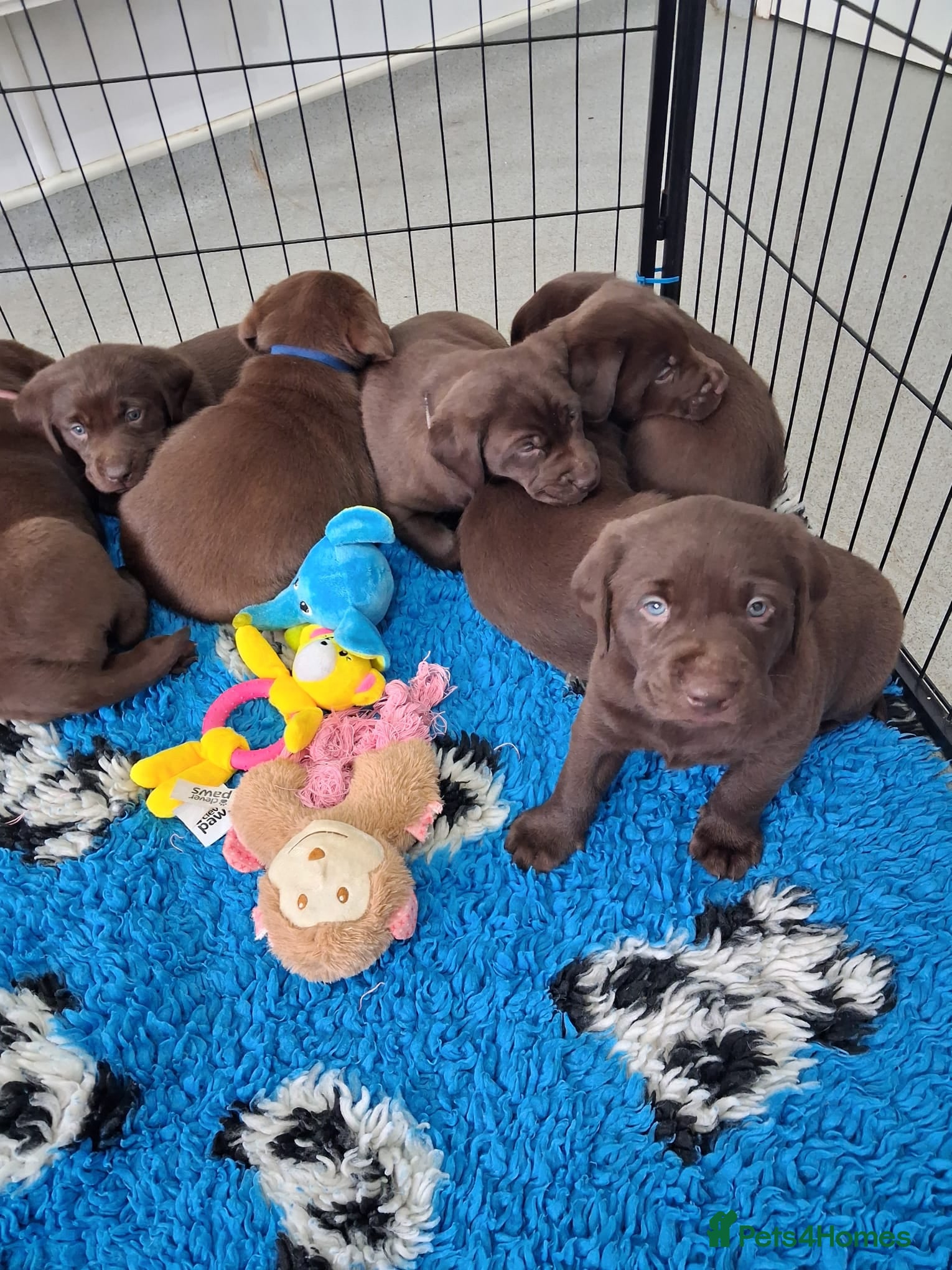 Labrador Retriever dogs KC Registered Chocolate Lab Pups - Advert 18