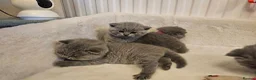 British Shorthair cats for sale: Blue&Lilac British Shorthair  - Advert 4