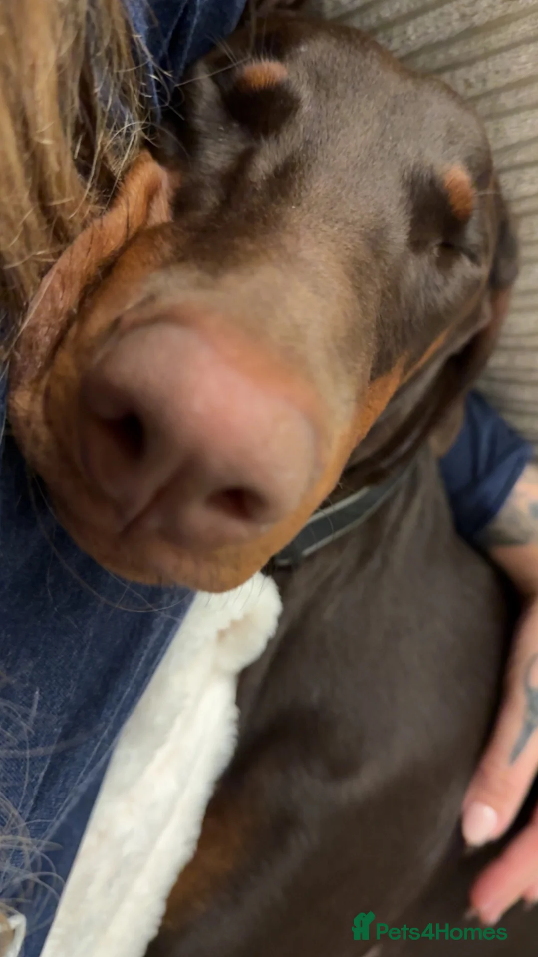 Dobermann dogs for sale: Doberman bitch in Ferryhill - Advert 2