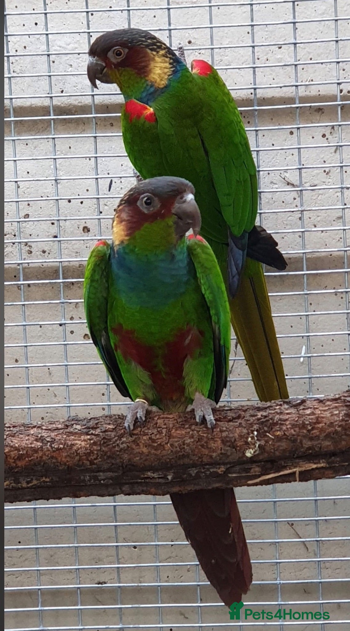 Conures birds Pair of blue throated Conures - Advert 1