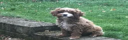 Cavapoo dogs for sale: Toy F1 male red cavapoo pups  - Advert 1