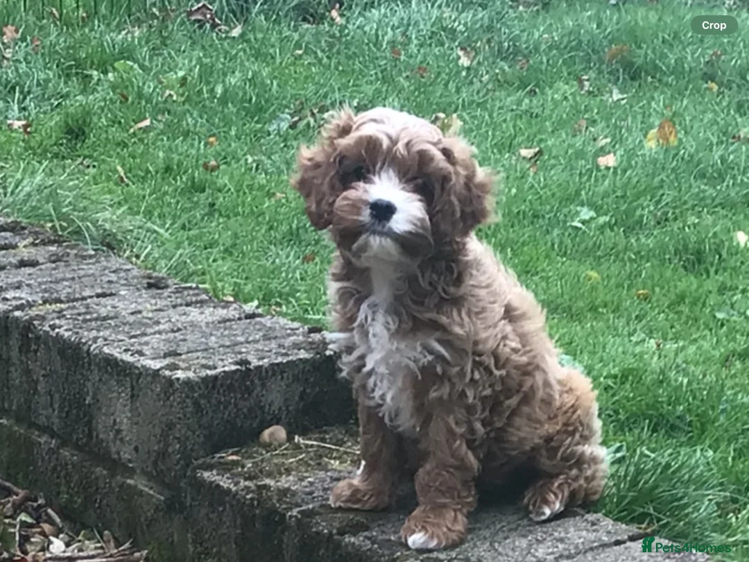 Cavapoo dogs for sale: Toy F1 male red cavapoo pups  - Advert 1