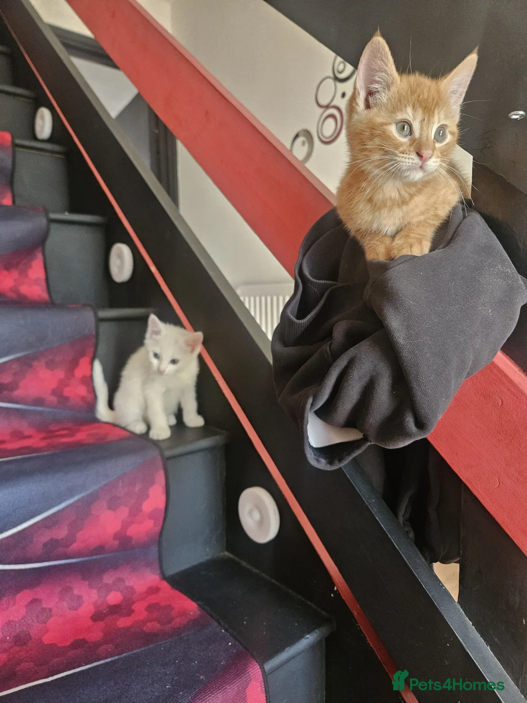 Mixed Breed cats for sale: ​Perfect Family Kittens: Kid & Dog Friendly! 🐾 - Advert 2