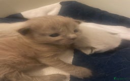 Balinese cats for sale: 🐾2 Gorgeous cubs🐾Need Forever Homes Only 🏡 - Image 2