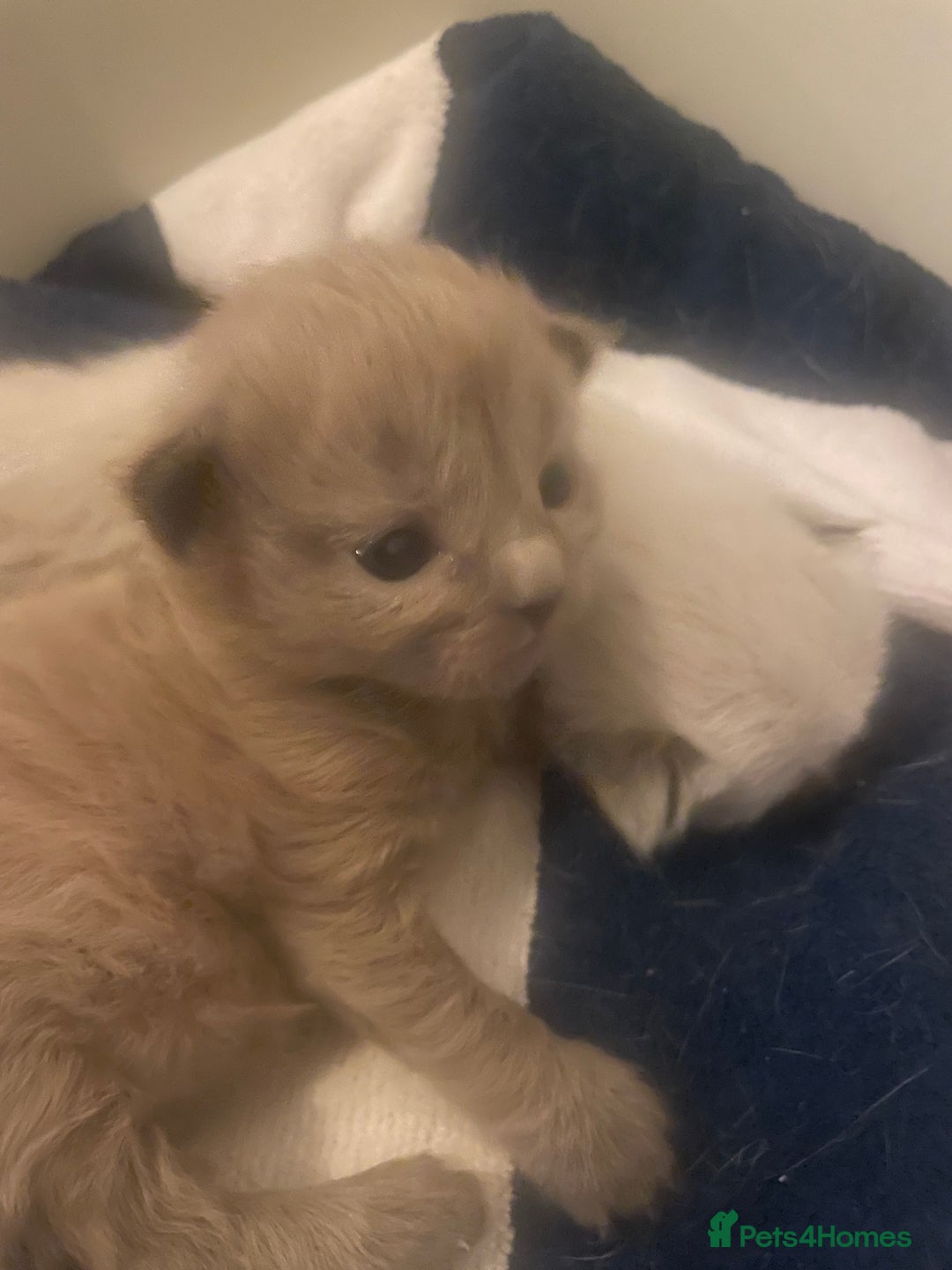 Balinese cats for sale: 🐾2 Gorgeous cubs🐾Need Forever Homes Only 🏡 - Image 2