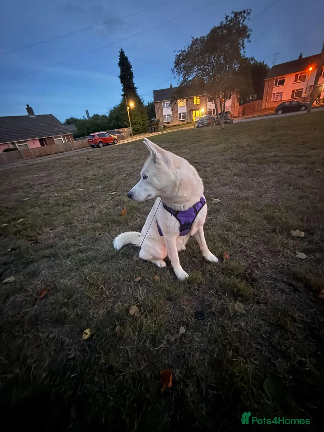 Siberian Husky dogs for sale: 18 month old female husky  in Halstead - Advert 3