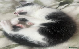 Mixed Breed cats for sale: 3 mixed male kittens for sale - Image 8