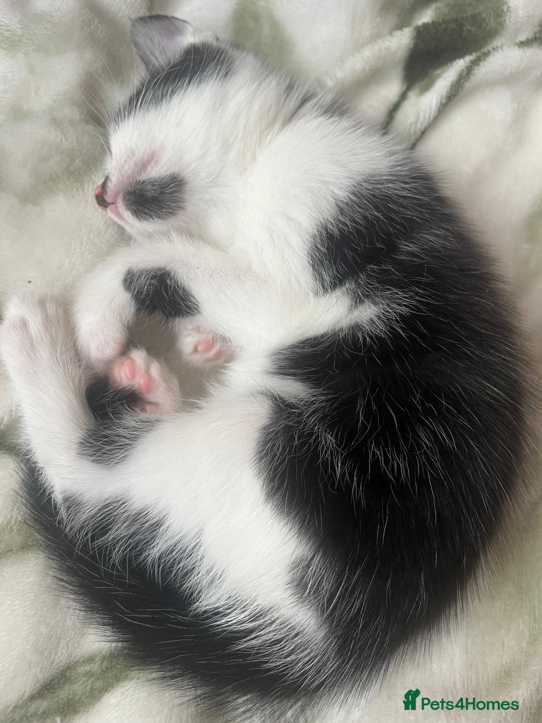 Mixed Breed cats for sale: 3 mixed male kittens for sale - Image 8
