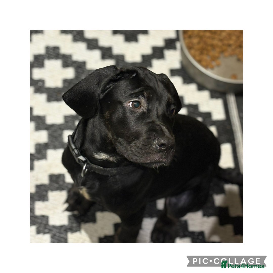 Cane Corso dogs for sale: Last 2 cane corso girls  - Image 3