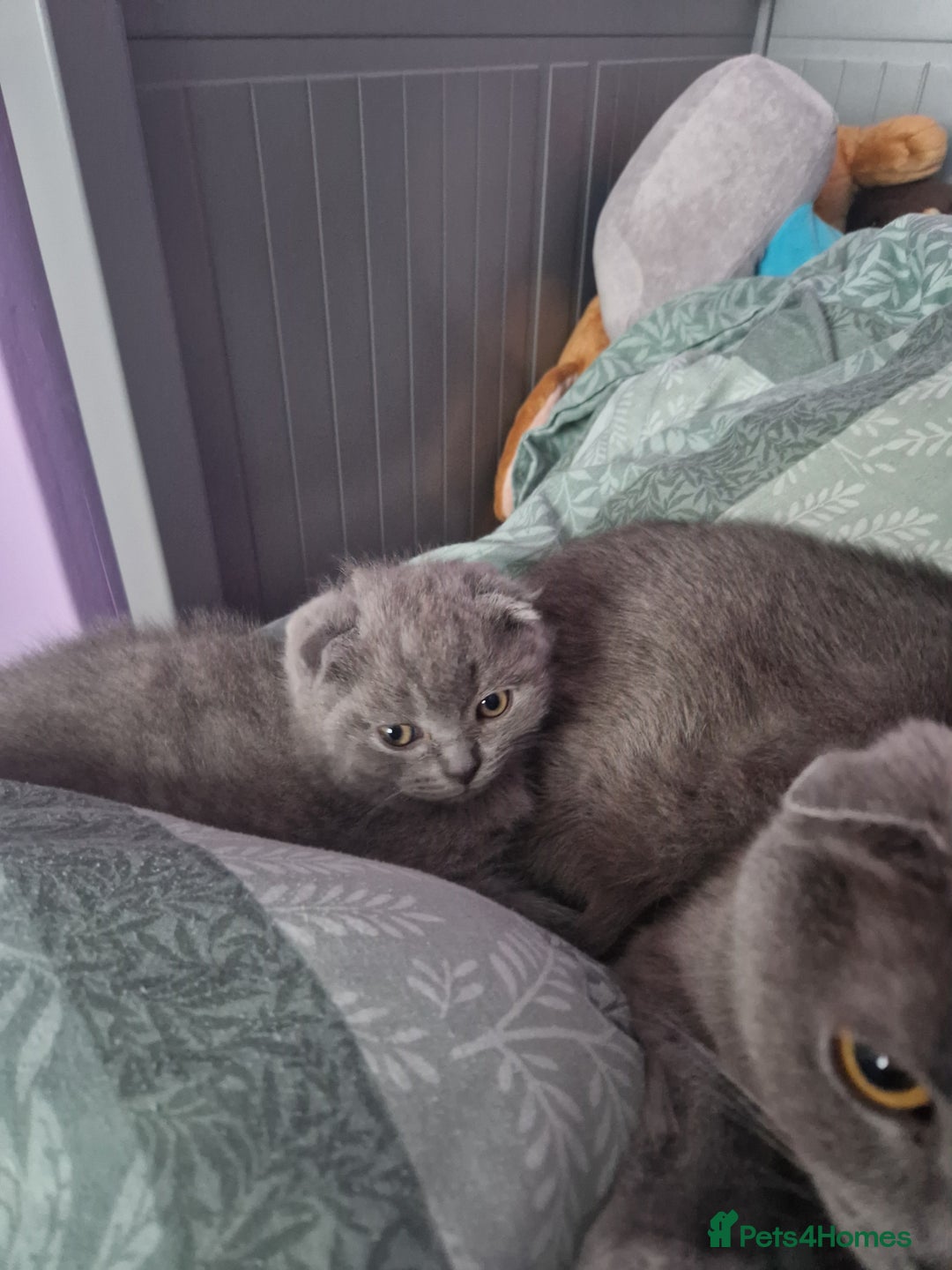 British Shorthair cats for sale: Last Scottish blue fold boy - Advert 6