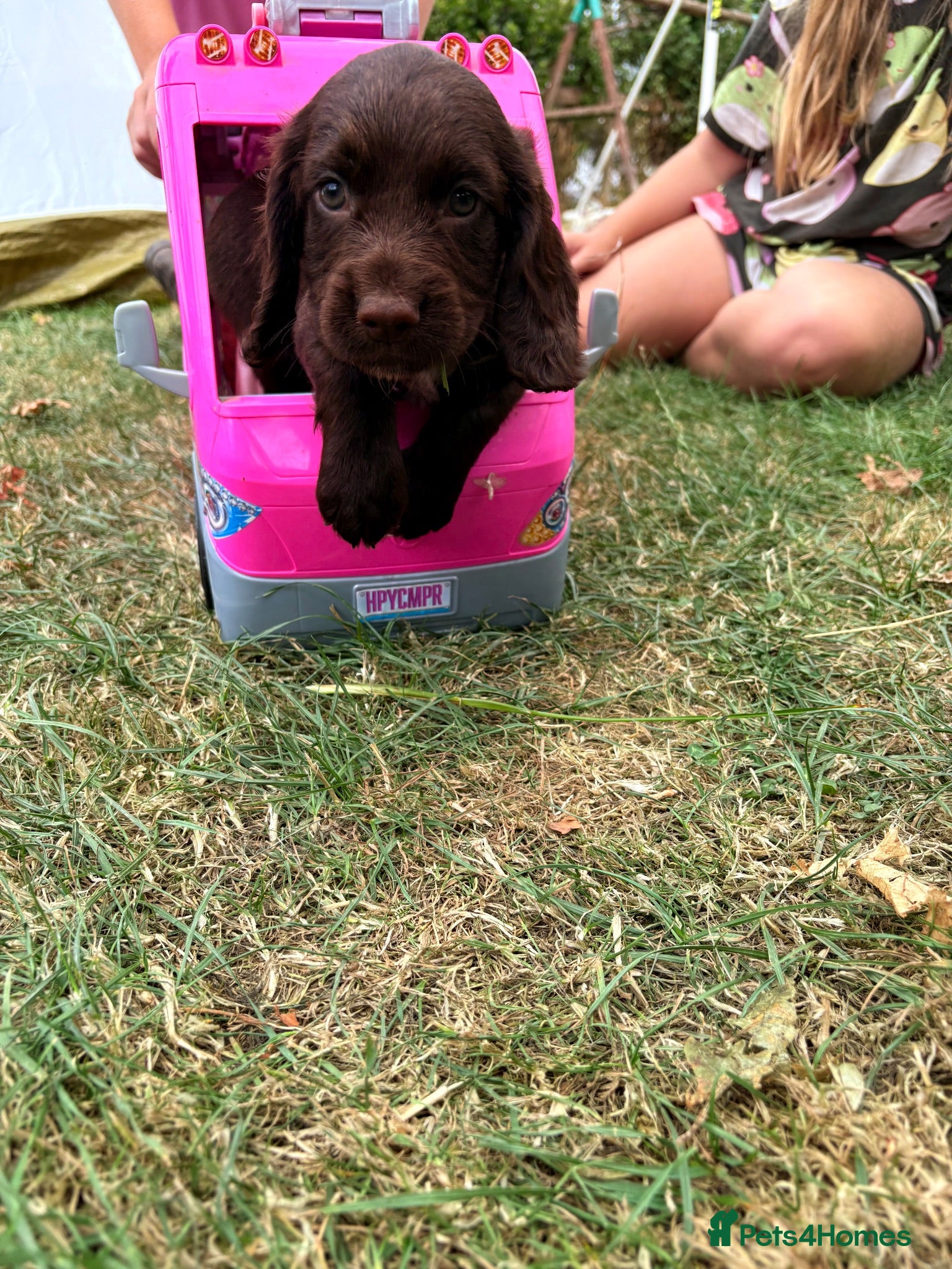 Cocker Spaniel dogs Ready to Leave, KC Working Cocker spaniels - Advert 12