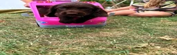 Cocker Spaniel dogs for sale: Ready to Leave, KC Working Cocker spaniels - Advert 1