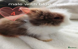 Lionhead rabbits for sale: Double maned lionheads, all with blue eyes. - Image 3