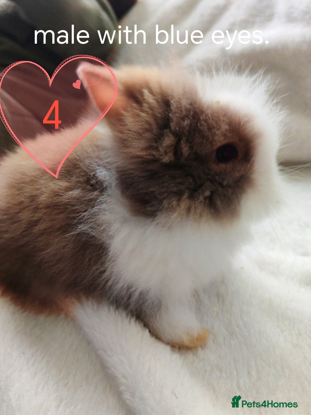 Lionhead rabbits for sale: Double maned lionheads, all with blue eyes. - Image 3