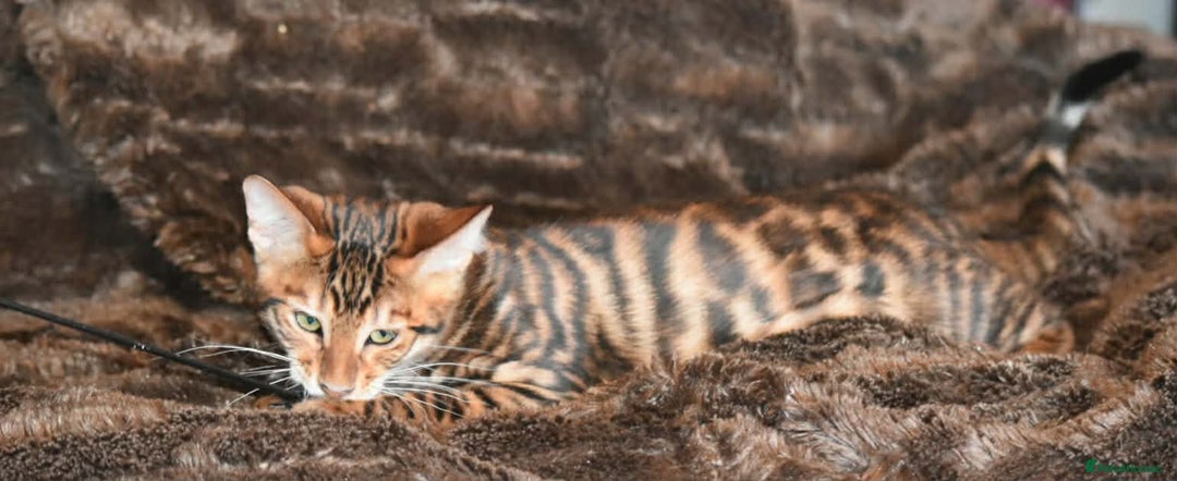 Toyger cats for sale: TWO STUNNING WILD LOOKING TOYGER CUBS - Advert 7