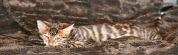 Toyger cats for sale: TWO STUNNING WILD LOOKING TOYGER CUBS - Advert 13