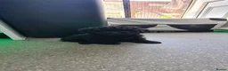 Jackapoo dogs for sale: Tiny fluffy jackapoo pups - Advert 10