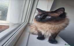 Ragdoll cats for sale: Chocolate Point Ragdoll male - Advert 8