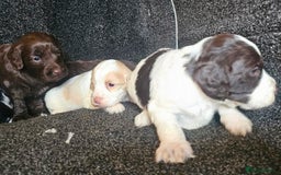 Cockapoo dogs for sale: Cockerpoo puppies F1  - Image 12