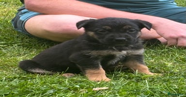Mixed Breed dogs - Advert 8