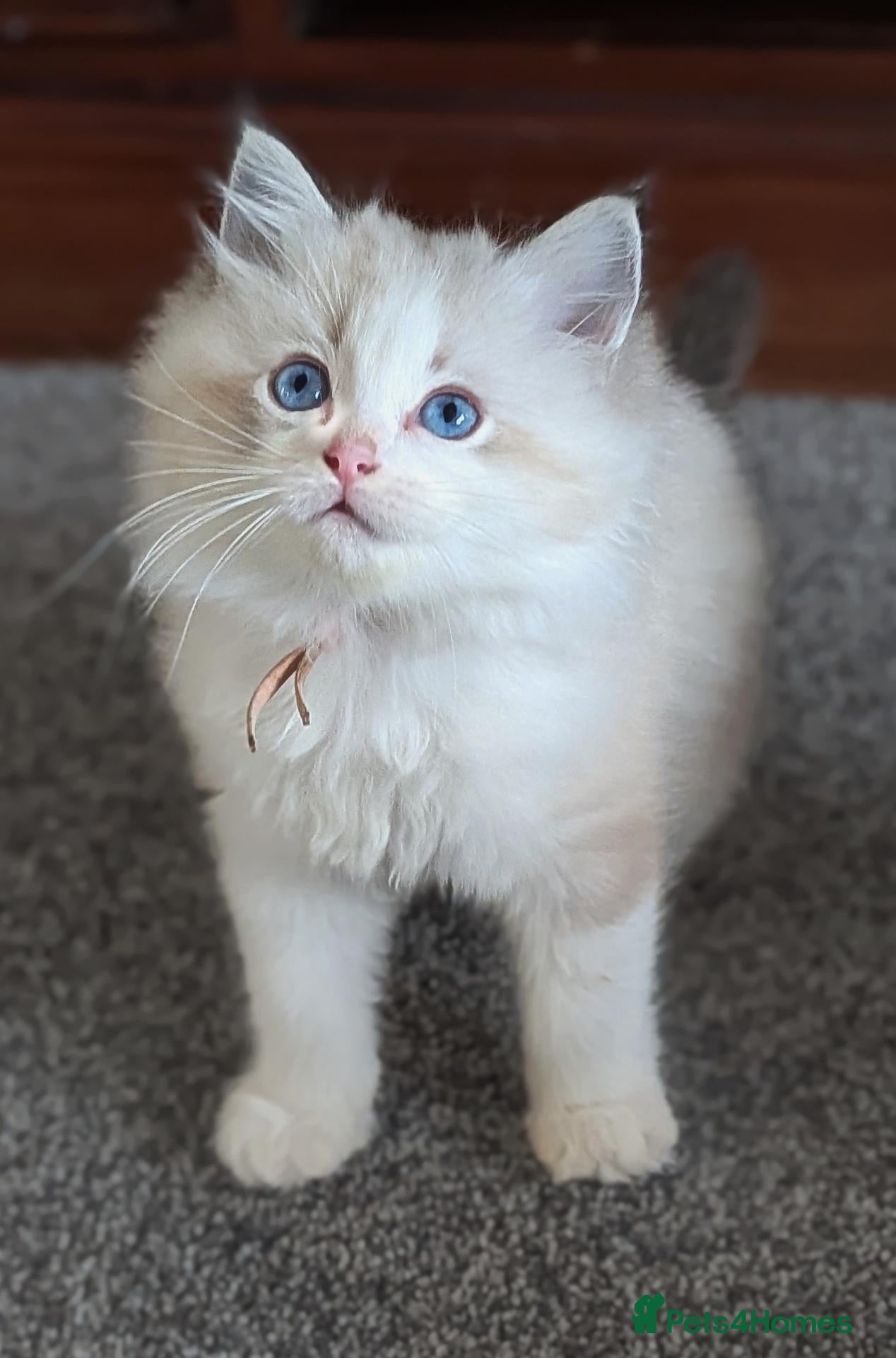 Ragdoll cats 🏆 GCCF Champion Ragdolls • Active Considered - Advert 2