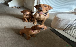 Mixed Breed dogs for sale: Beautiful Vizslador Puppy - Image 4