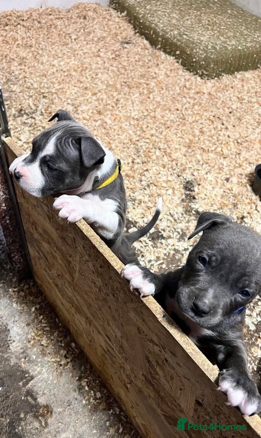 Staffordshire Bull Terrier dogs for sale:  ❤️ Beautiful Staffordshire puppies 🐶 - Advert 3