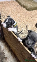 Staffordshire Bull Terrier dogs ❤️ Beautiful Staffordshire puppies 🐶 - Advert 3