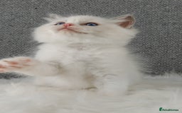 Ragdoll cats for sale: Best Ragdoll Kittens Regional Winner - Image 10