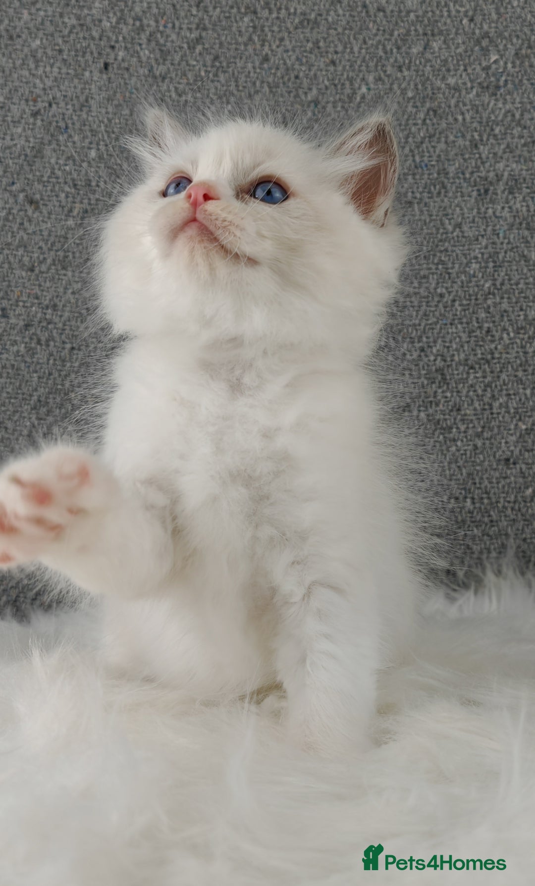Ragdoll cats for sale: Best Ragdoll Kittens Regional Winner - Image 10