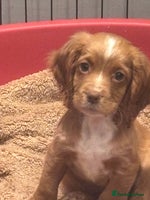 Cocker Spaniel dogs - Advert 3