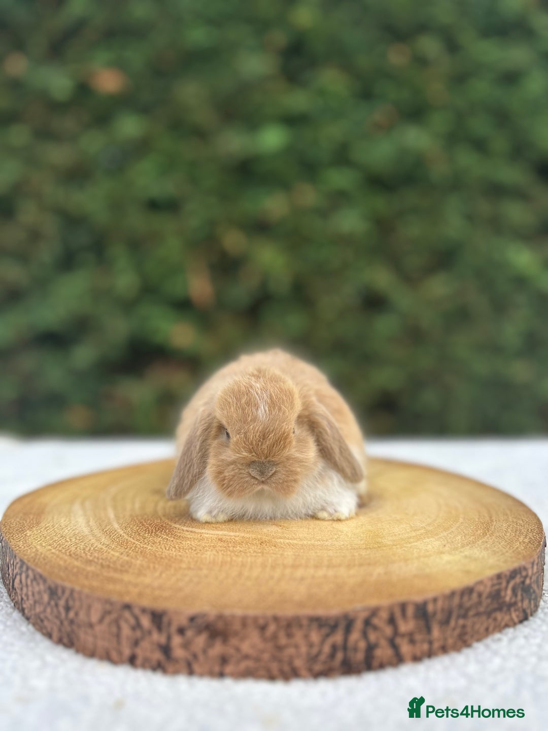 Mini Lop rabbits for sale: LAST 2 BUCKS AVAILABLE in Bury Saint Edmunds - Image 5