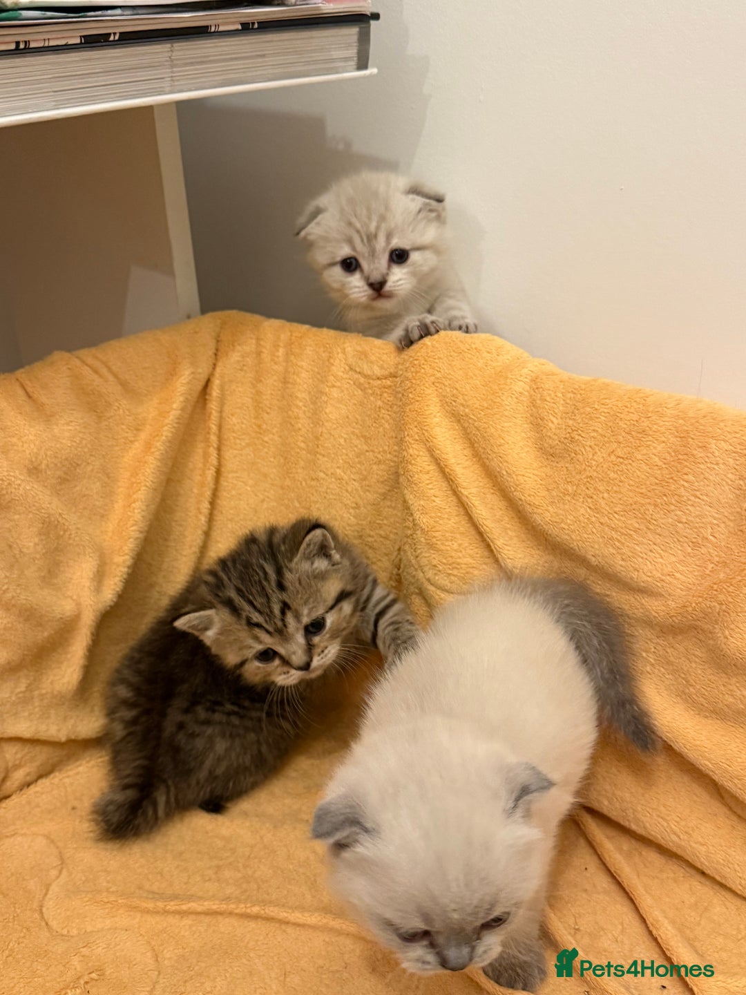 Scottish Fold cats for sale: Scottish Fold Kittens  - Advert 5