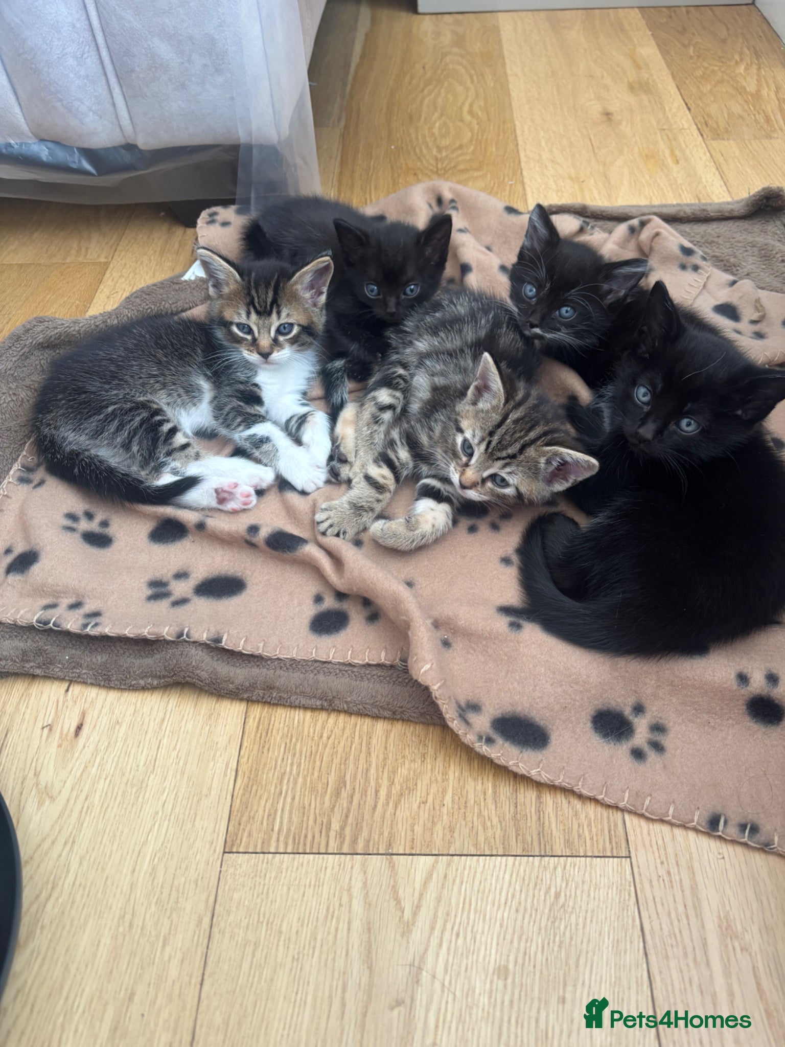 Burmese cats Burmese cross beautiful kittens - Advert 15
