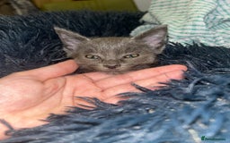 Russian Blue cats for sale: PURE Russian blue kitten MALE  - Image 3
