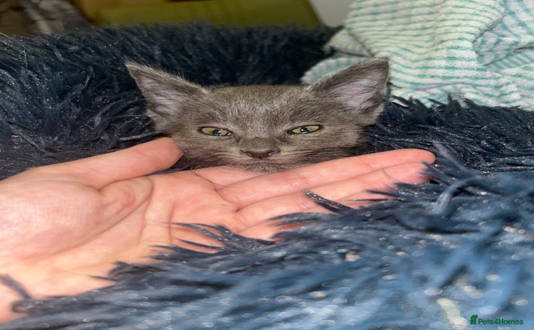 Russian Blue cats - Advert 2