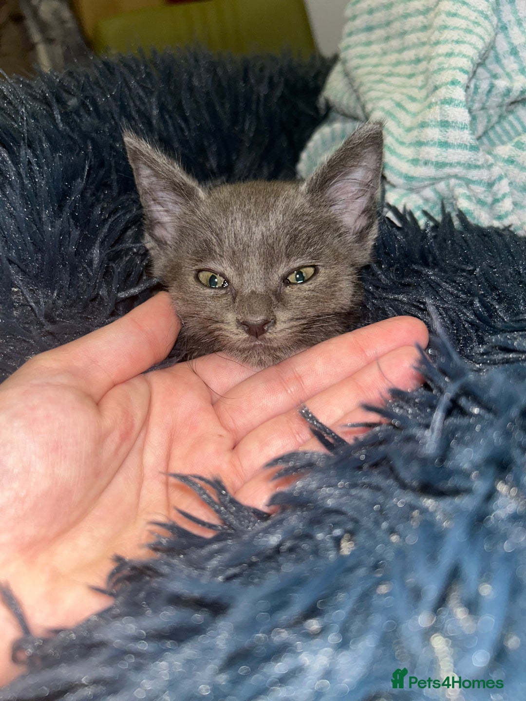 Russian Blue cats for sale: PURE Russian blue kitten MALE  - Image 3