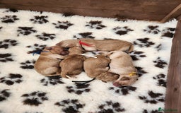 Mini Goldendoodle dogs for sale: Mini F1B Goldendoodle Puppies - Image 2