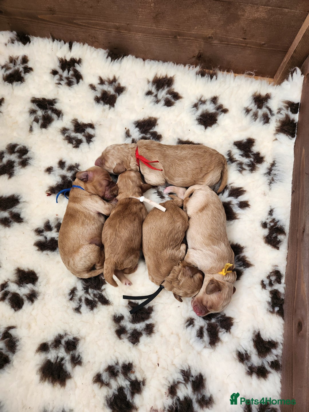 Mini Goldendoodle dogs for sale: Mini F1B Goldendoodle Puppies - Image 2